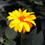 Heliopsis helianthoides venus